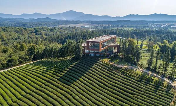 厉害了！农业农村部向全国推介浮梁这条茶旅线路