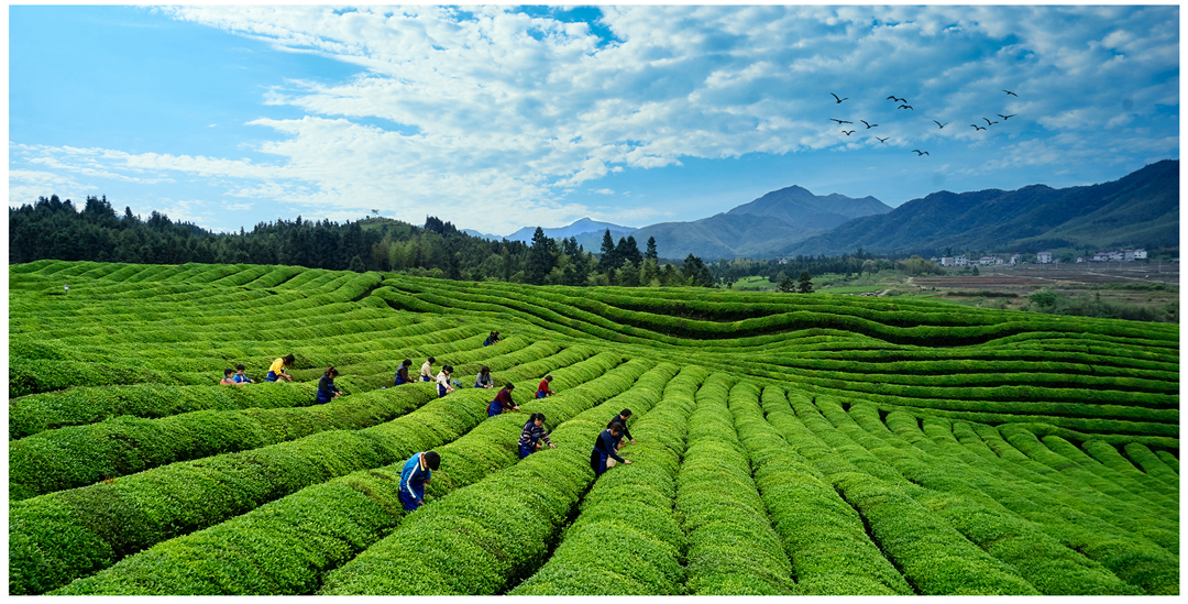 浮梁茶产业概况(图3)